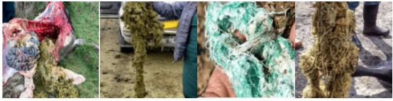 undigested-plastic-wrap Undigested plastic wrap in cow