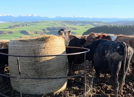 cows-eating-kiwi-econet-new-zealand Cows eating bales with Kiwi-EcoNet on Grant Lightfoot's farm in New Zealand